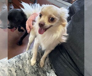 Chihuahua-Unknown Mix Dogs for adoption in Chico, CA, USA