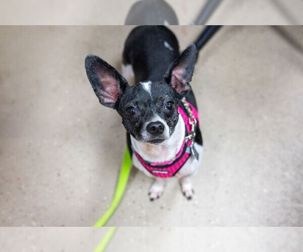 Medium Photo #2 Chihuahua-Unknown Mix Puppy For Sale in Mundelein, IL, USA