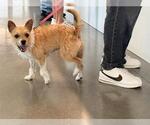 Small Mutt