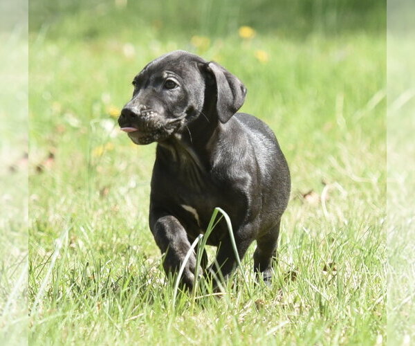 Medium Photo #3 Mutt Puppy For Sale in Mechanicsburg, PA, USA
