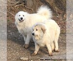 Small Photo #10 Great Pyrenees Puppy For Sale in PINEVILLE, KY, USA