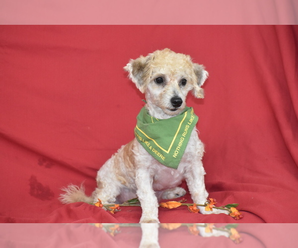 Medium Photo #2 Bichpoo Puppy For Sale in ELDORADO, OH, USA