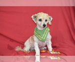 Small #1 Bichpoo