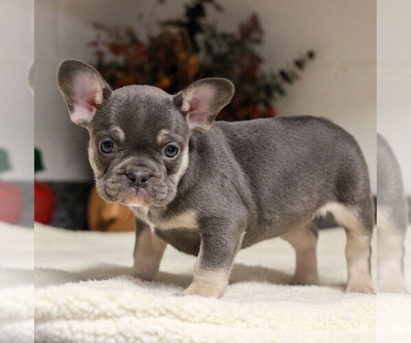 Medium Photo #4 French Bulldog Puppy For Sale in EAST EARL, PA, USA