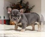 Small #3 French Bulldog