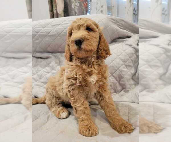Medium Photo #17 Goldendoodle Puppy For Sale in WASHINGTON, DC, USA