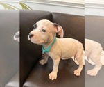 Small #1 American Staffordshire Terrier Mix