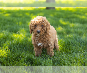 Bloodhound Puppy for sale in SHIPSHEWANA, IN, USA