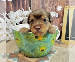 Morkie Puppy for sale in CASSVILLE, MO, USA