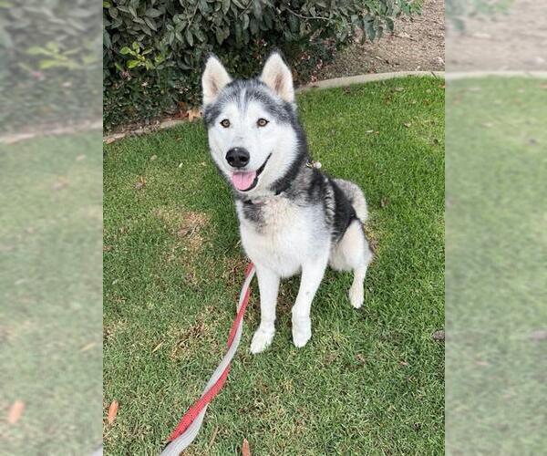 Medium Photo #1 Siberian Husky Puppy For Sale in Santa Barbara, CA, USA
