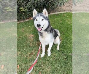 Siberian Husky Dogs for adoption in Santa Barbara, CA, USA