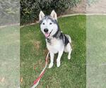 FELIX - Male Siberian Husky Dog for Adoption - Small photo