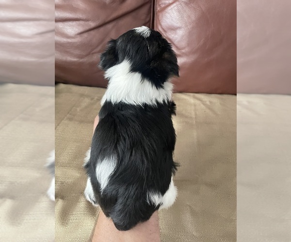 Medium Photo #6 Yorkshire Terrier Puppy For Sale in DENVER, CO, USA