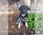 Small #8 German Shepherd Dog Mix