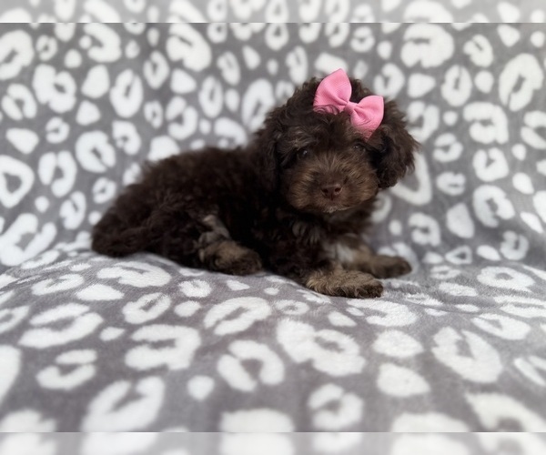 Medium Photo #10 Cock-A-Poo Puppy For Sale in LAKELAND, FL, USA