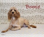 Small Photo #1 Cavapoo Puppy For Sale in DENVER, PA, USA