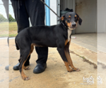 Small #1 Mutt
