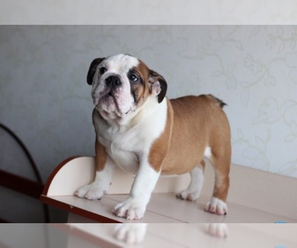 Medium Photo #5 English Bulldog Puppy For Sale in HUNTINGTN BCH, CA, USA
