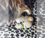 Small Photo #10 Maltese-Morkie Mix Puppy For Sale in PEORIA, IL, USA
