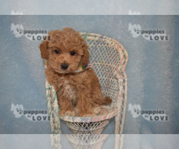 Medium Photo #10 Poodle (Toy) Puppy For Sale in SANGER, TX, USA