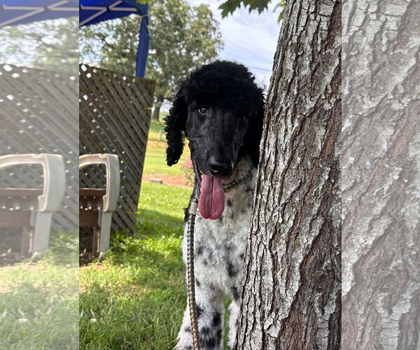 Medium Photo #3 Poodle (Standard) Puppy For Sale in Pacolet, SC, USA