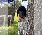 Small #2 Poodle (Standard)