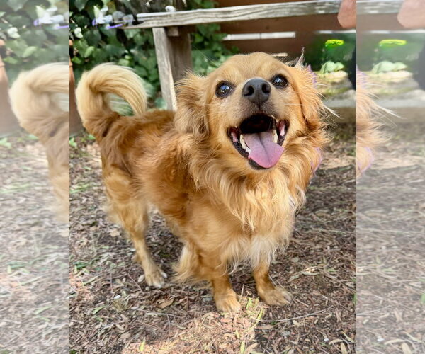 Medium Photo #1 Papillon Puppy For Sale in Marina Del Rey, CA, USA