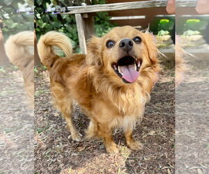 Papillon Dogs for adoption in Marina Del Rey, CA, USA