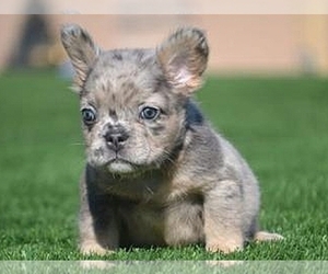 French Bulldog Puppy for sale in BOSTON, MA, USA