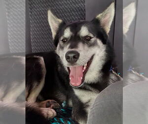 Huskies -Siberian Husky Mix Dogs for adoption in San Diego , CA, USA