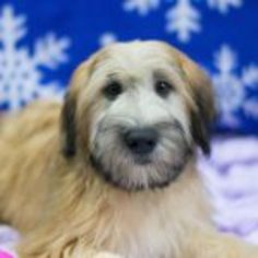 Soft Coated Wheaten Terrier Puppy for sale in LEETONIA, OH, USA