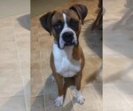 Small #11 Boxer