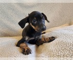 Small Photo #15 Catahoula Leopard Dog Puppy For Sale in CUMBY, TX, USA
