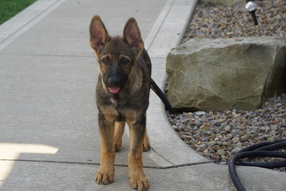 German Shepherd Dog Puppy for sale in FREDERICKSBURG, OH, USA