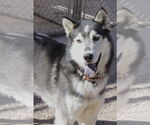 Small #3 Siberian Husky