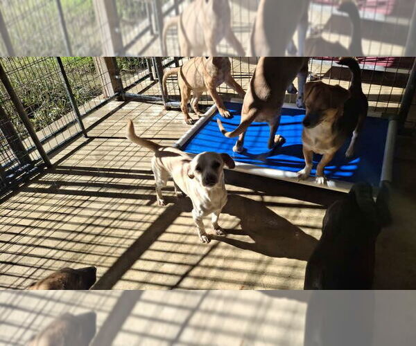 Medium Photo #6 Mutt Puppy For Sale in Sebec, ME, USA