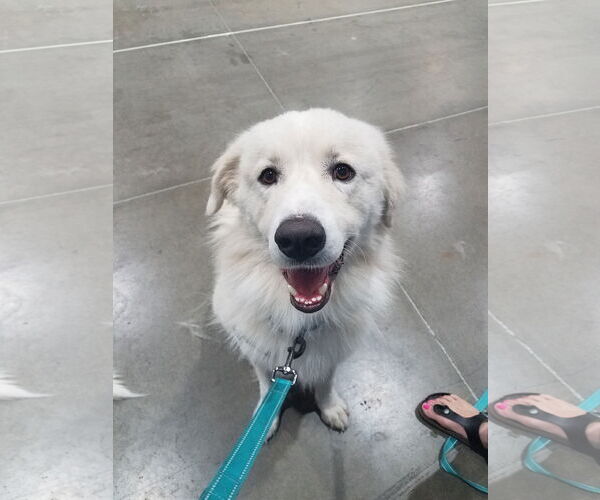 Medium Photo #17 Great Pyrenees-Unknown Mix Puppy For Sale in Houston, TX, USA