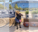 Small Photo #4 Chihuahua-Unknown Mix Puppy For Sale in Euless, TX, USA