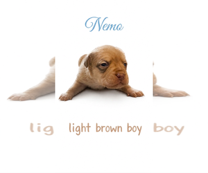 Mutt Dogs for adoption in Holly Springs, NC, USA