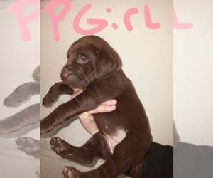 German Shorthaired Lab Puppy for sale in ROBBINS, TN, USA