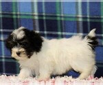 Small Photo #6 Havanese Puppy For Sale in DANVILLE, PA, USA