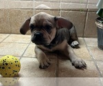 Small Photo #44 American Bullnese-French Bulldog Mix Puppy For Sale in DISCOVERY BAY, CA, USA