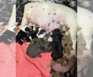 Mother of the Bulldog puppies born on 03/30/2022