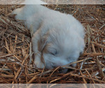 Small #1 Great Pyrenees