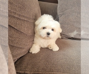 Maltese Puppy for Sale in SANTA CLARITA, California USA