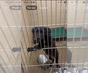 Medium Labrador Retriever Mix