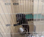 Small Labrador Retriever Mix