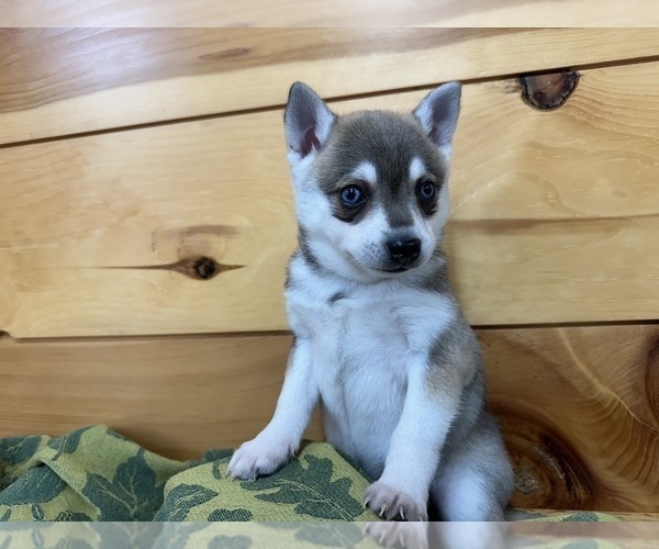 Medium Photo #4 Alaskan Klee Kai-Pomeranian Mix Puppy For Sale in ATHENS, WI, USA