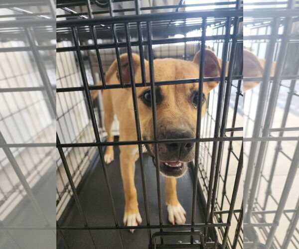 Medium Photo #2 Mutt Puppy For Sale in Holly Springs, NC, USA