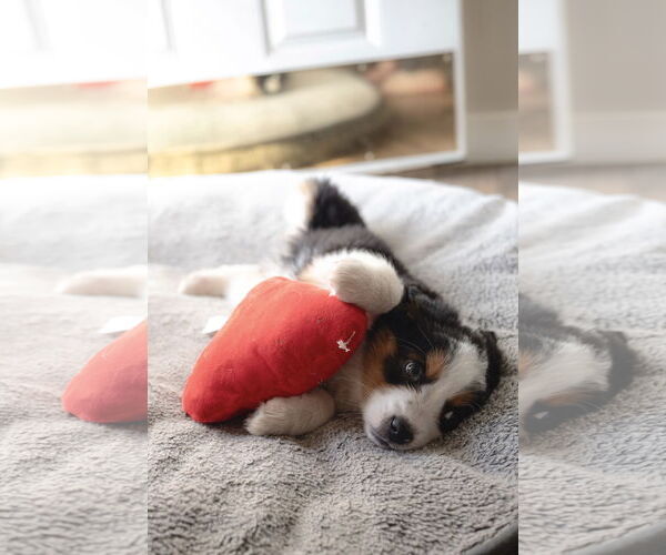 Medium Photo #7 Collie-Unknown Mix Puppy For Sale in Sandy, UT, USA